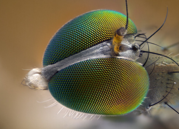 Dolichopodid sp. (fly) eyes