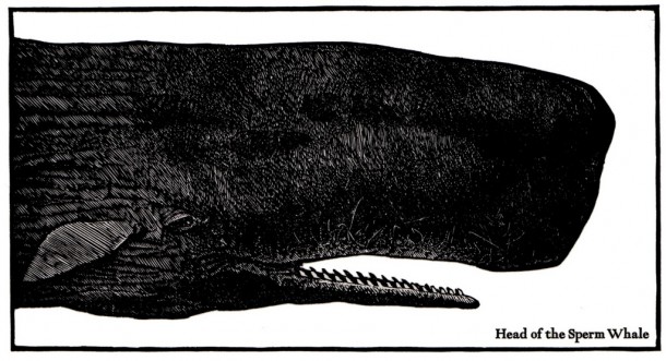 Barry Moser, "Head of the Sperm Whale"