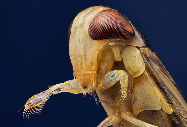 Water boatman