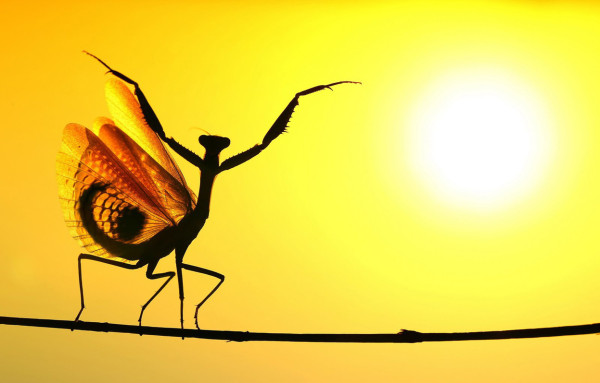 Mediterranean Mantis